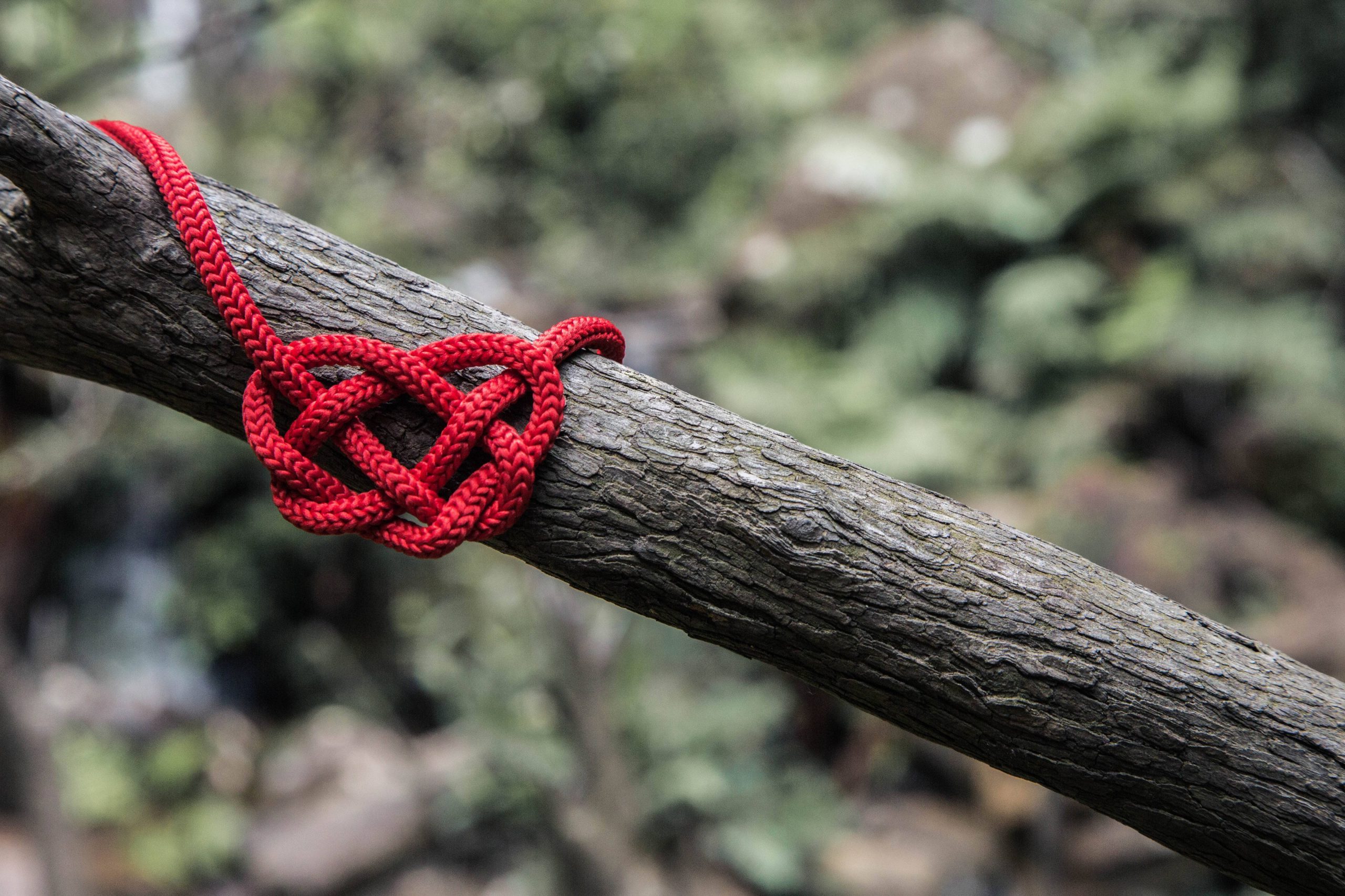 celtic heart knot tied onto tree branch
